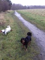 Dog Walking image 007