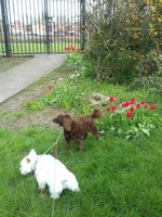 Dog Walking image 009