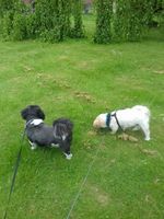 Dog Walking image 010