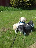 Dog Walking image 011