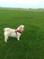 Dog Walking image 014