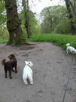 Dog Walking image 015